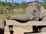 Nourrir les éléphants au Elephant Nature Park à Chiang Mai