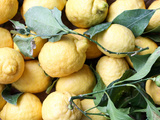 Citron de Sorrente
