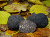 Truffe noire