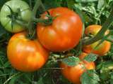 Épluchez rapidement les tomates fraîches