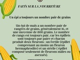 Secret des épis de maïs révélé : Pourquoi ils ont toujours un nombre pair de grains ? 🌽✨