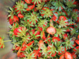 Gelée de queues de fraises par Sylviane
