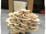 Prêt à pousser : des champignons envahissent ma cuisine