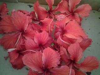 Confiture de fleurs d hibiscus