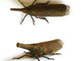 Sakondry (insecte Fulgoridae)