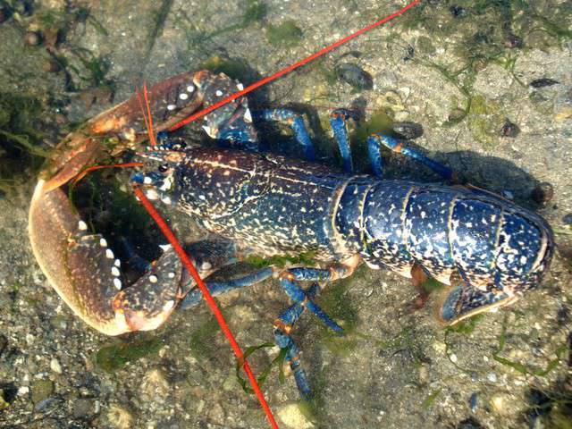 Recettes de Cuisson du Homard