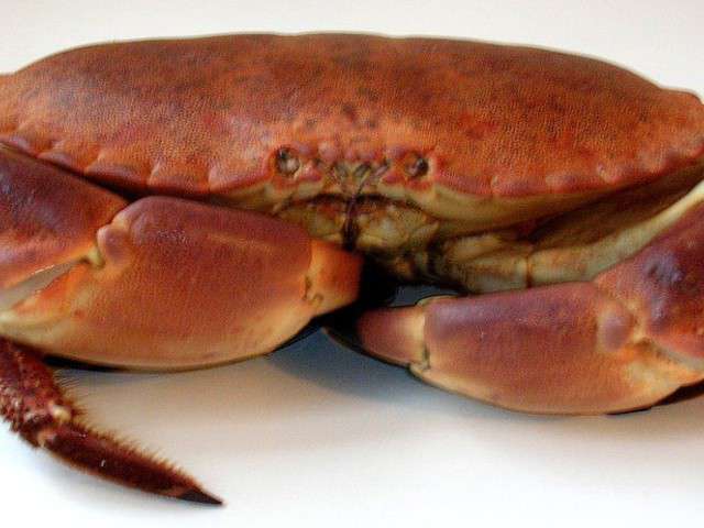 Crabe, tourteau, araignée de mer : quelles différences ?