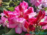 Jardin en Mai #1 : Fleur de Rhododendron Rose