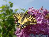 Machaon (Papilio Machaon) dans notre Jardin