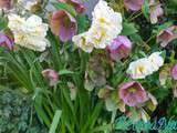 Tour de Jardin en avril #2 : Mes Fleurs de Printemps en 9 Photos
