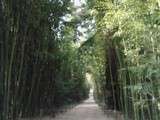 Sur la route des vacances : 1 Anduze, la bambouseraie