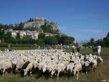 L’agneau de Sisteron, porte-drapeau de toute une région