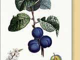Prunes par Alphonse Daudet