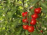 Tomates sans pesticides ... c'est par ici