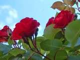 Gelée de Roses de mon Jardin…Esprit de fleurs
