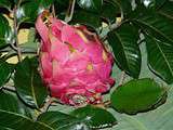 Tarte au fruit du dragon (le pitaya)