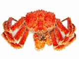 Crabe royal de Kamtchatka : un crustacé à découvrir