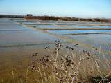 Marais salants de Guérande. (29 octobre)