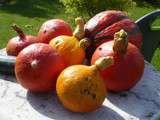 Potager de septembre