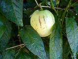 Potager gourmand (poire-melon)