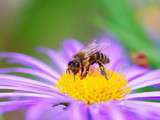 Sauvons nos abeilles