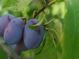 Fruits commençant par q : Des quetsches aux trésors méconnus