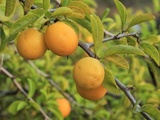 Fruits commençant par x : De la ximenia médicinale aux curiosités botaniques