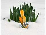 Crocus