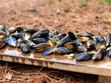 Éclade de moules : recette traditionnelle et astuces inratables