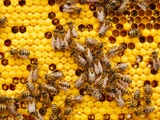 Bonne cure de printemps à base de produits de la ruche