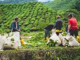 Malaisie – Cameron Highlands et ses champs de thé