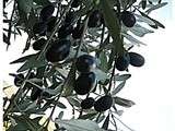 Recolte d'olives en noir et blanc