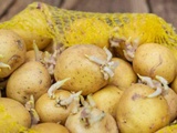 Pommes de terre germées et molles : peut-on en consommer